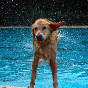 Shake...... Irene Upadek